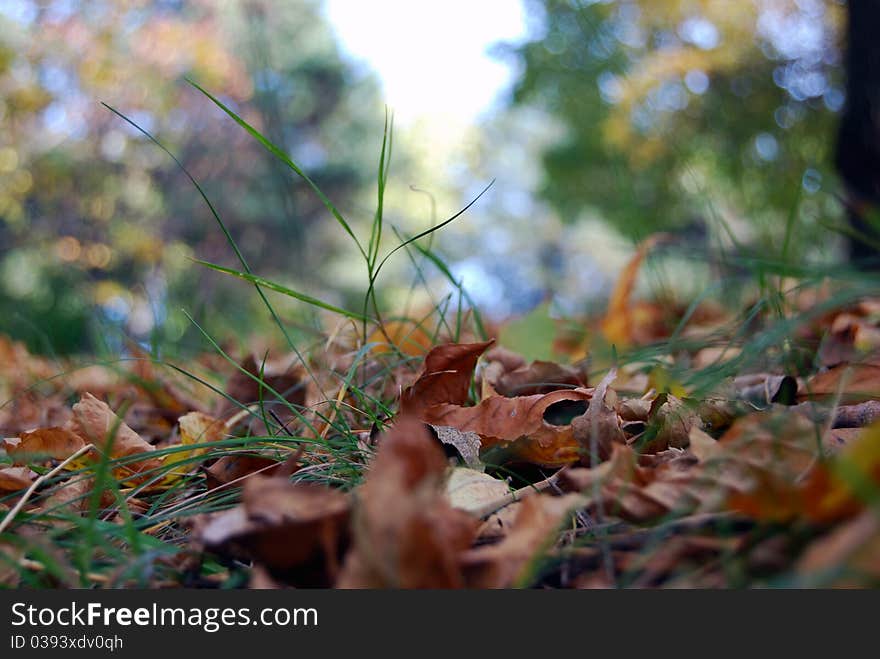 Close up of leves in grass in a park