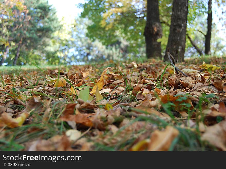 Beautiful colorful leaves in the grass in a park