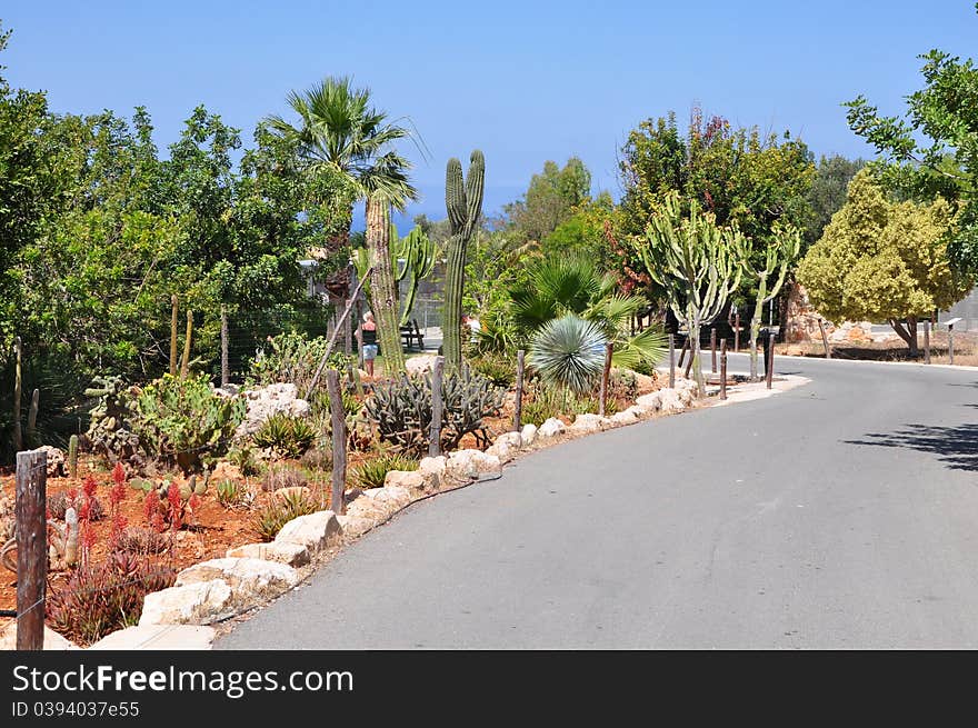 Corner of different kinds of cactuses in park of birds in Cyprus near to a city Pathos