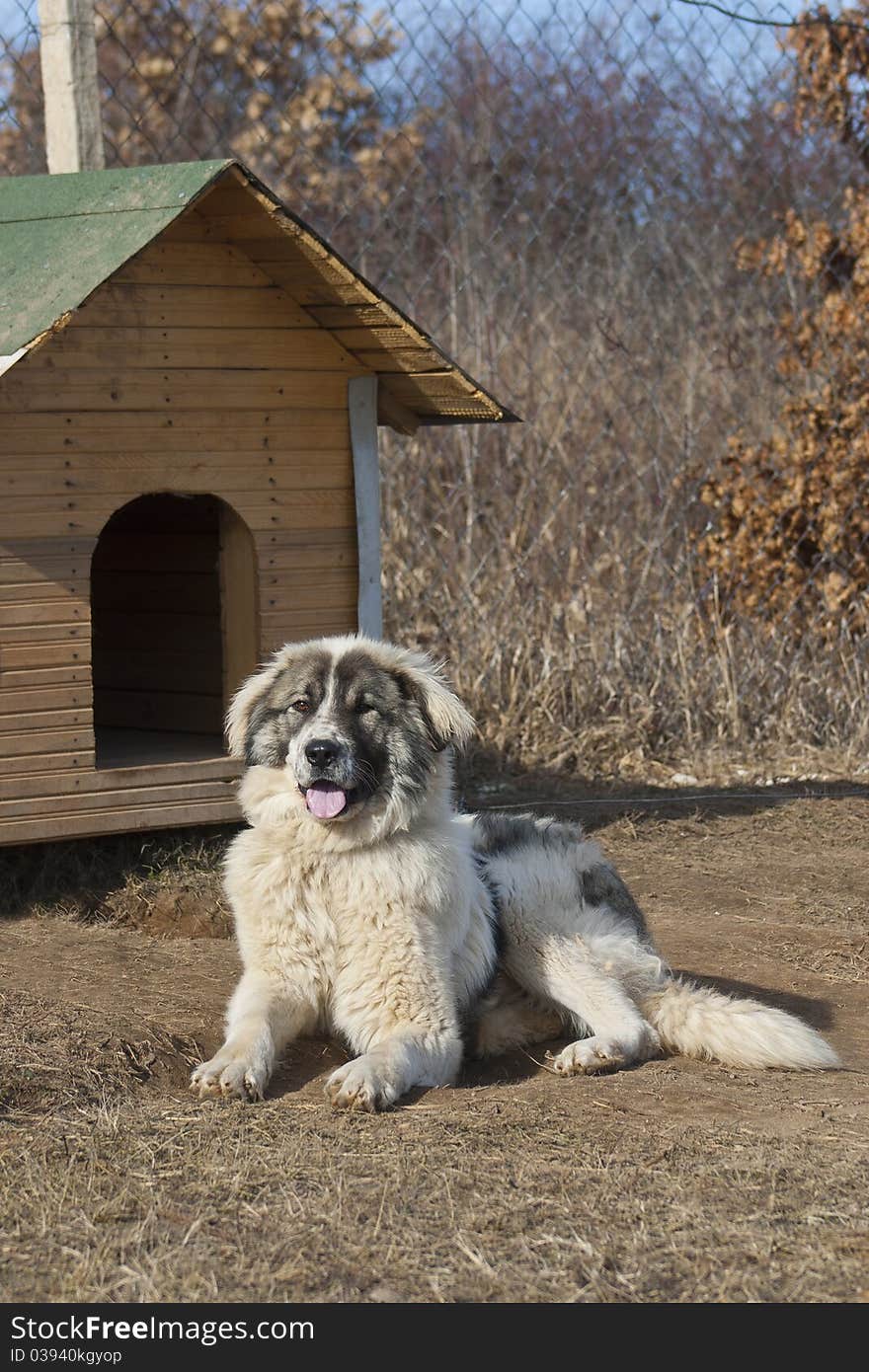 Leisure dog