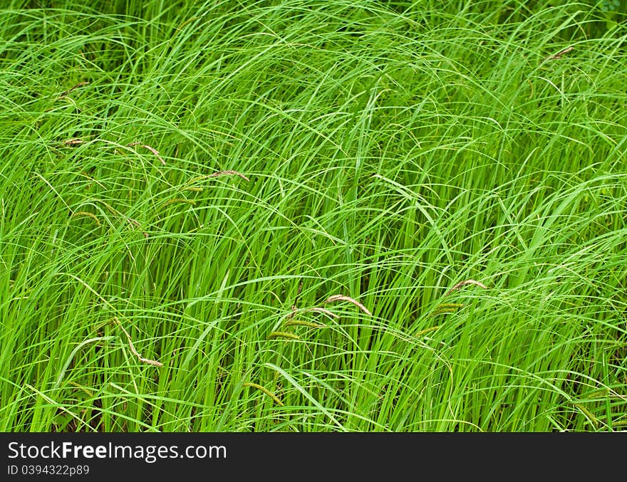 Field of fresh green grass. Field of fresh green grass