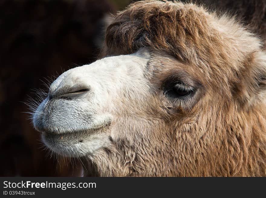 Portrait of Camel, with blurred background.