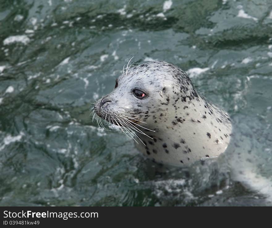 Harbour Seal (Phoca vitulina) pokes his head out of the water