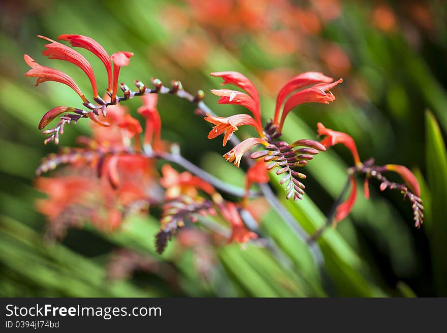 A beautiful trio of red flowers. A beautiful trio of red flowers