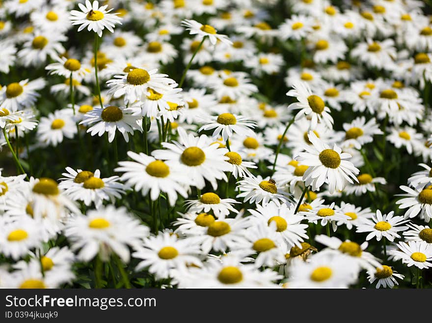 Making Daisy Chains