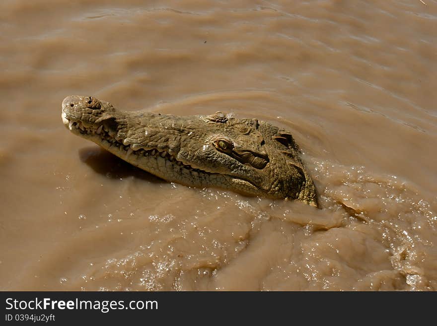 An American Crocodile swims in the waters of a river in Costa Rica