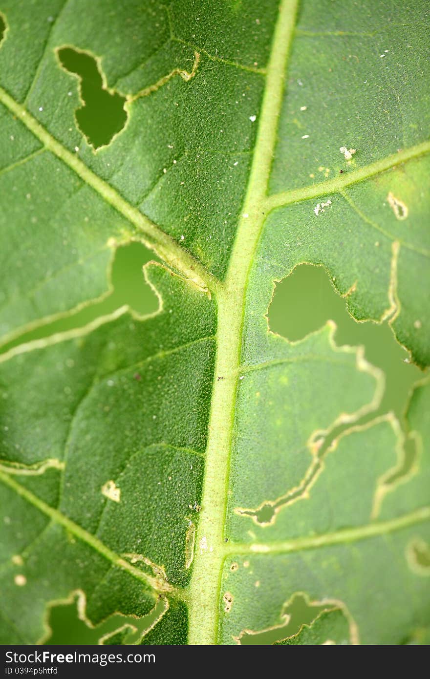 Green leaf background with holes. Natural Background