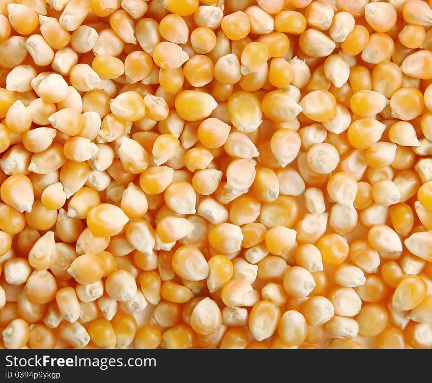 Yellow corn background. Image of food grains