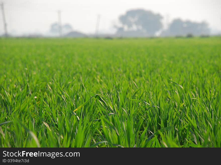 A green cultivated field