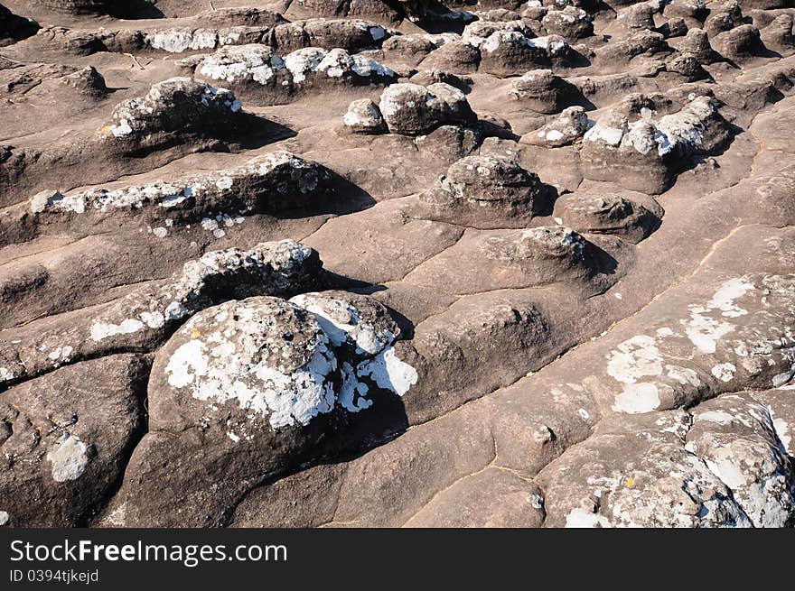 Rocky ground button that occurs naturally. Rocky ground button that occurs naturally