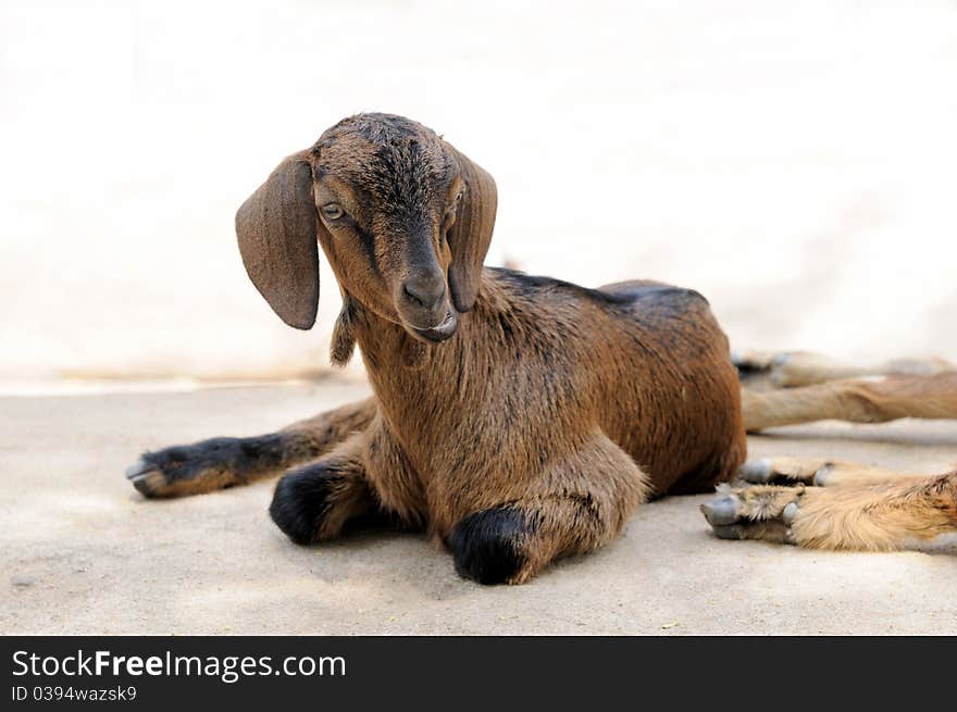 A young goat sitting on a rock