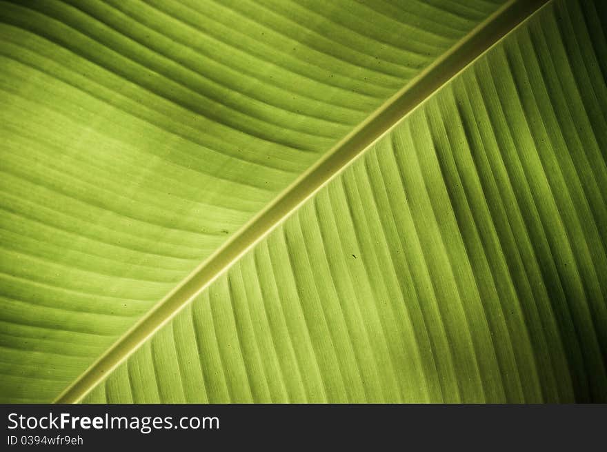 Intricate texture revealed in a fresh green leaf