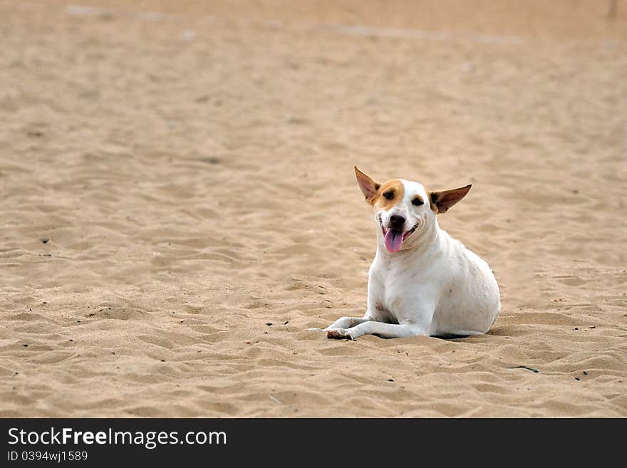 A street dog looking abandoned at a local beach