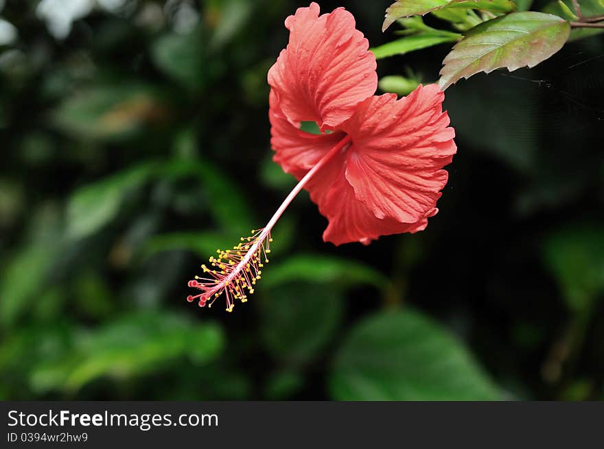 Hibiscus flower at full bloom in a tropical gardern