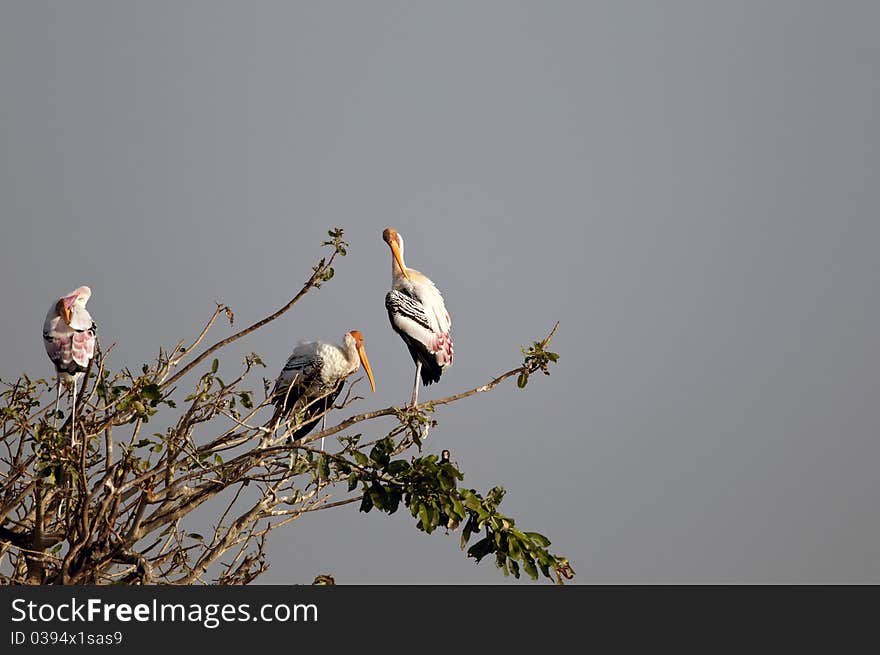 Painted Stork in his natural habitat