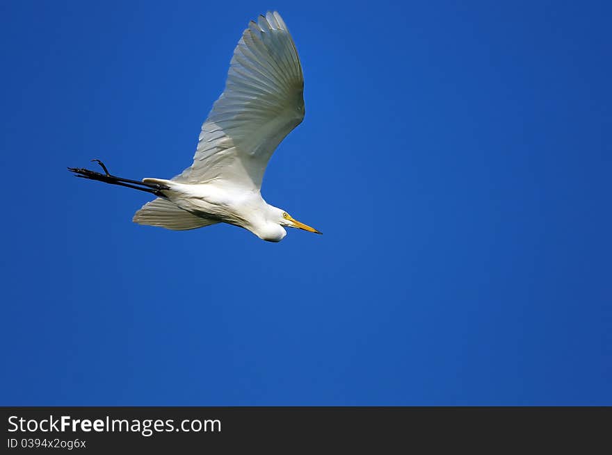 Little Egret in its natural habitat