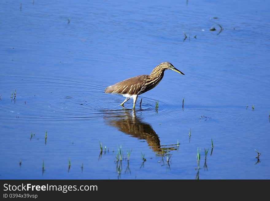 Indian Pond Heron in his natural habitat