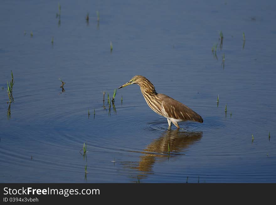 Indian Pond Heron in his natural habitat