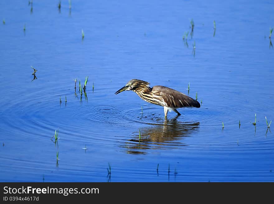 Indian Pond Heron in his natural habitat