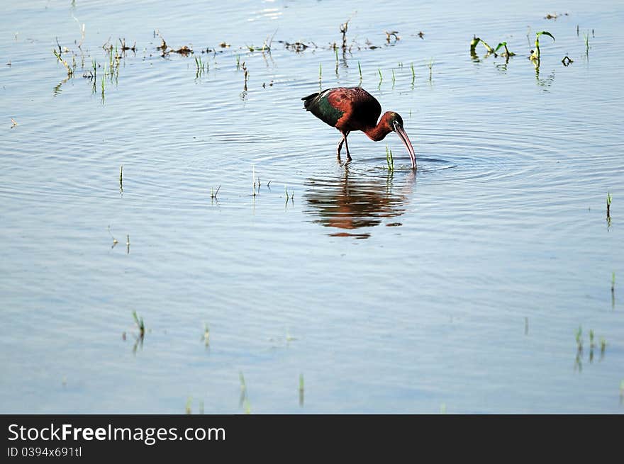 Glossy Ibis preying in his natural habitat