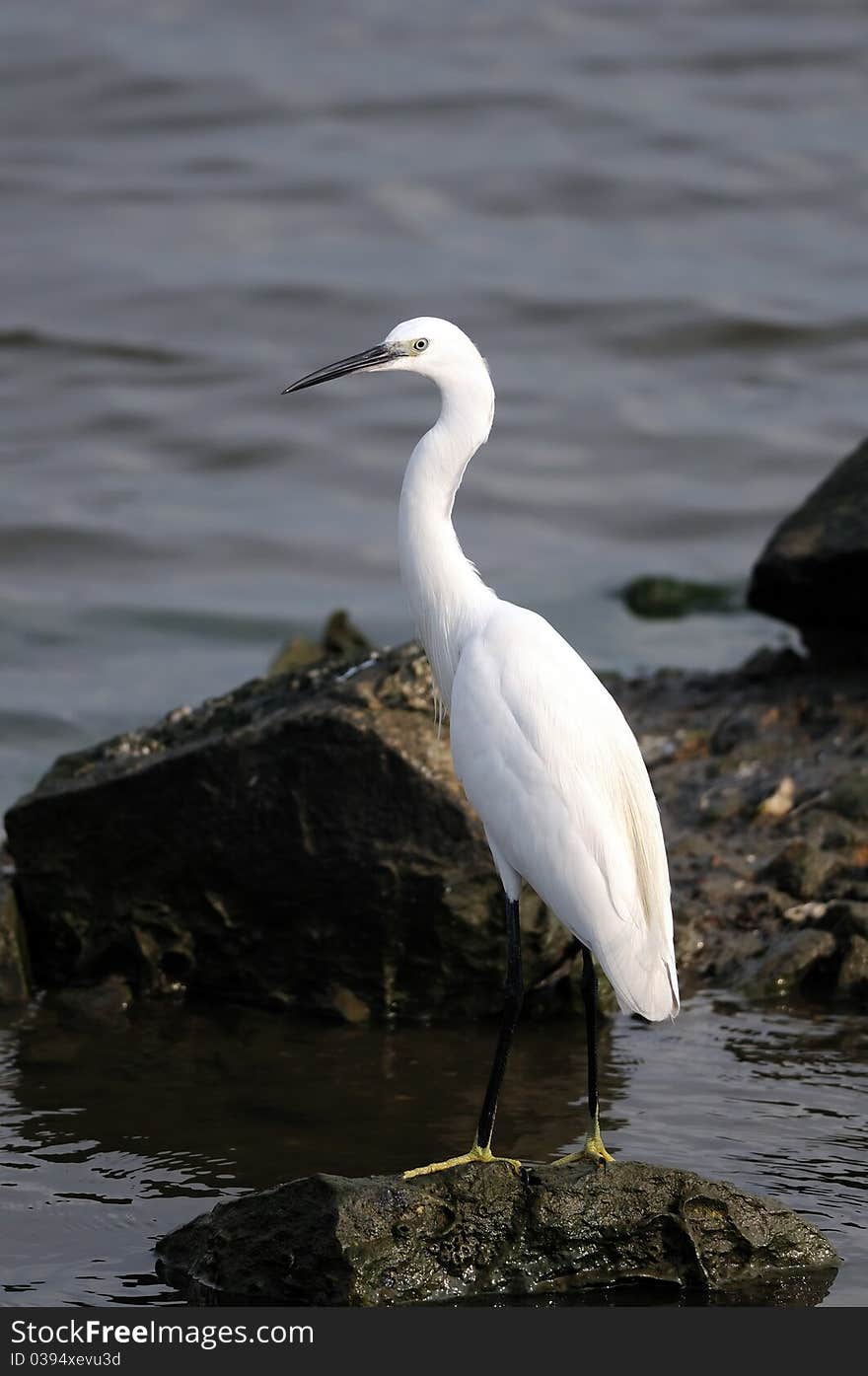 Little Egret in its natural habitat