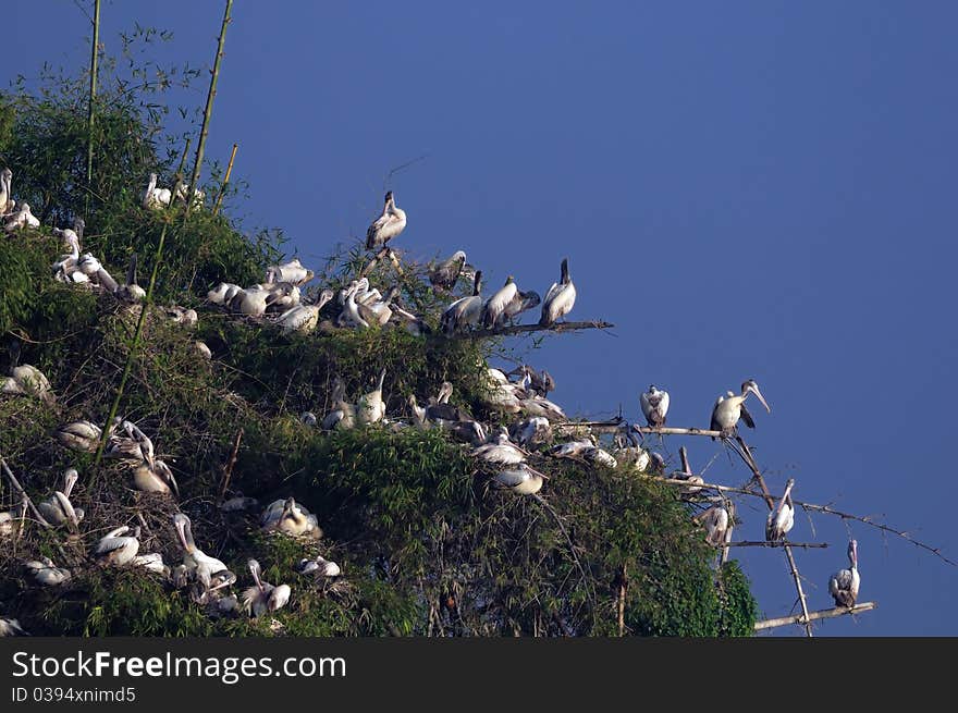 Spot Billed Pelican in his natural habitat