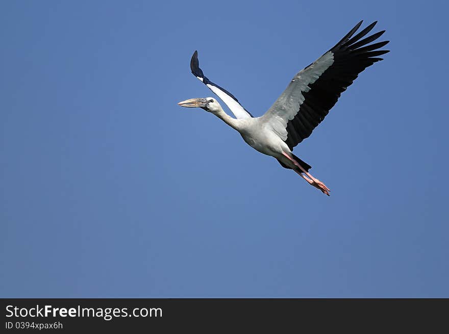 Asian Openbill stork