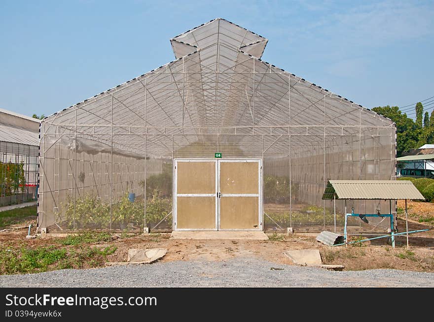 The Nursery plants in green house. The Nursery plants in green house