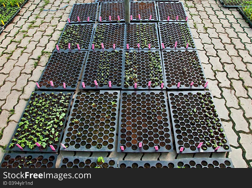 The Nursery plants in green house. The Nursery plants in green house