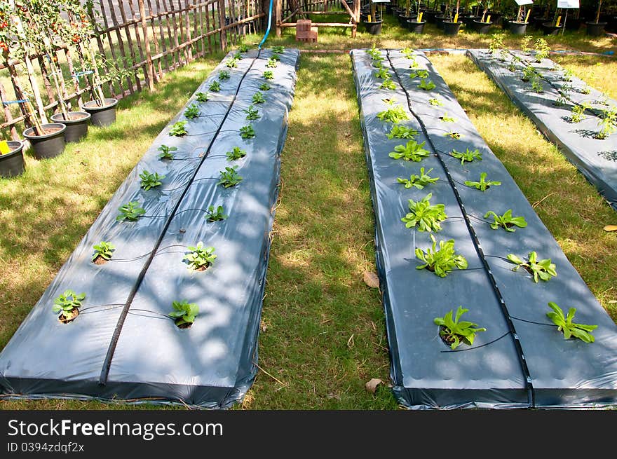 The Nursery plants in green house. The Nursery plants in green house