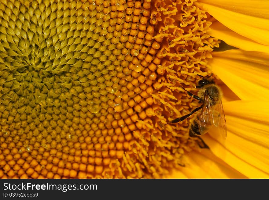 Bee stay on a sunflower. Bee stay on a sunflower