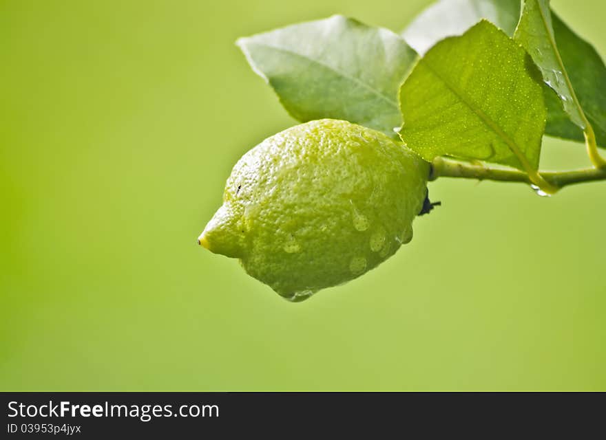 Lemon in tree after rain on green background