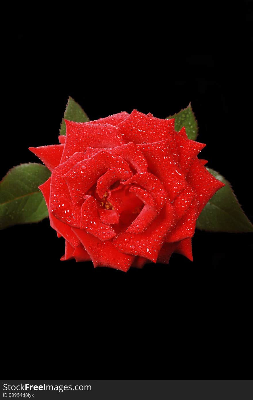 Perfect red rose isolated on black background