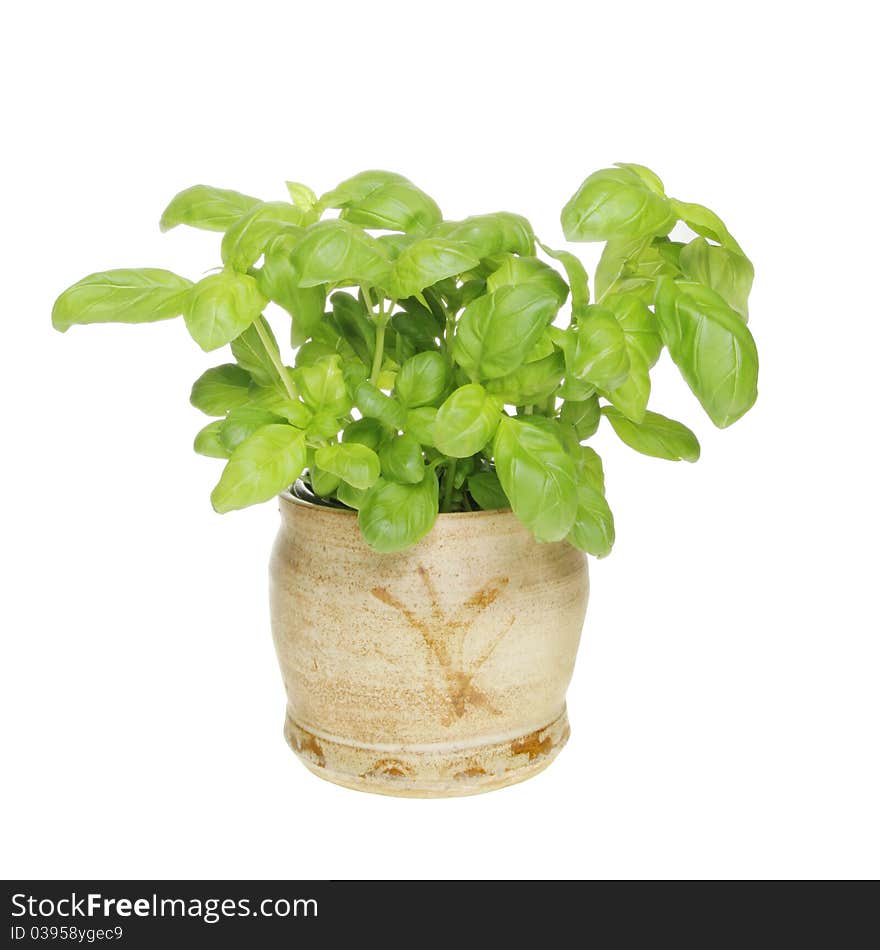 Basil herb growing in a hand crafted pot isolated against white. Basil herb growing in a hand crafted pot isolated against white