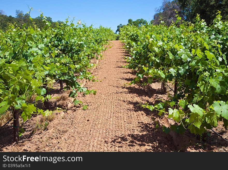 California Vineyard