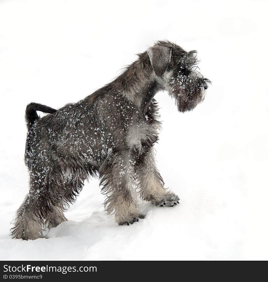 Miniature schnauzer on white background