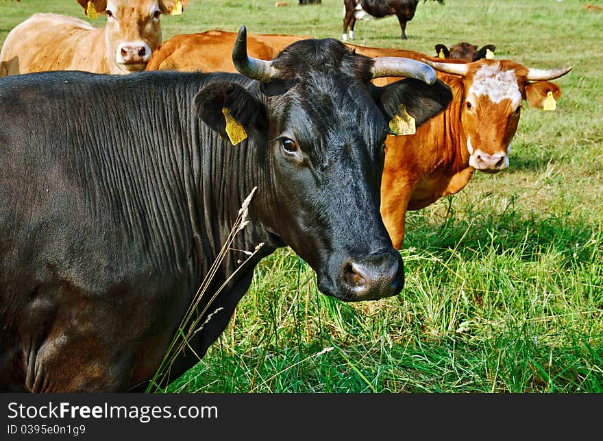 Cows on pasture