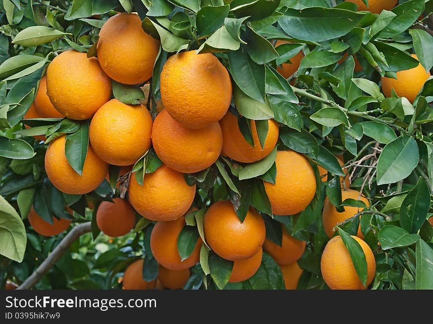 Oranges on tree