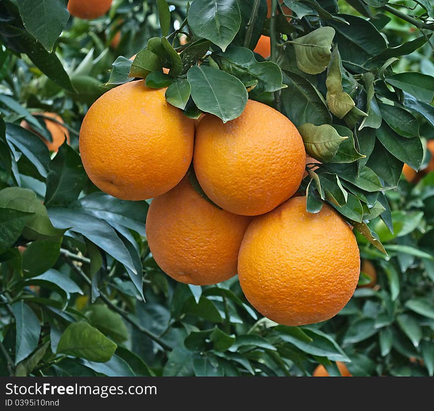 Close up of oranges on tree