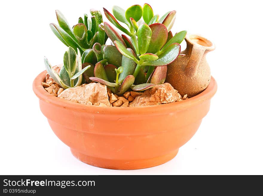 Collection of succulents in a pot is isolated on a white background