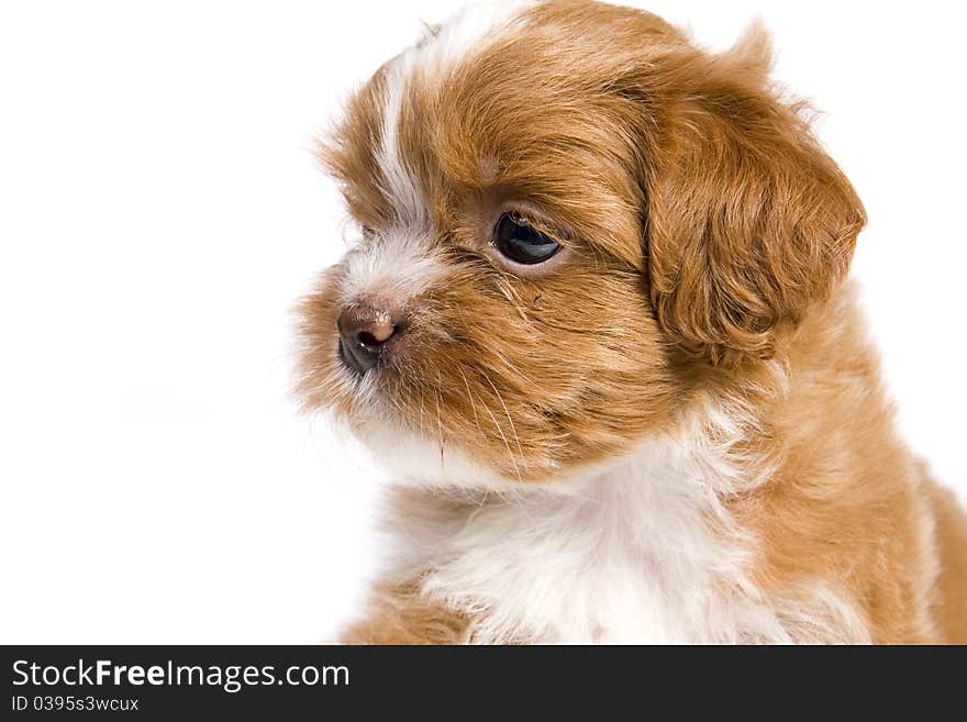 Brown little havanese puppy