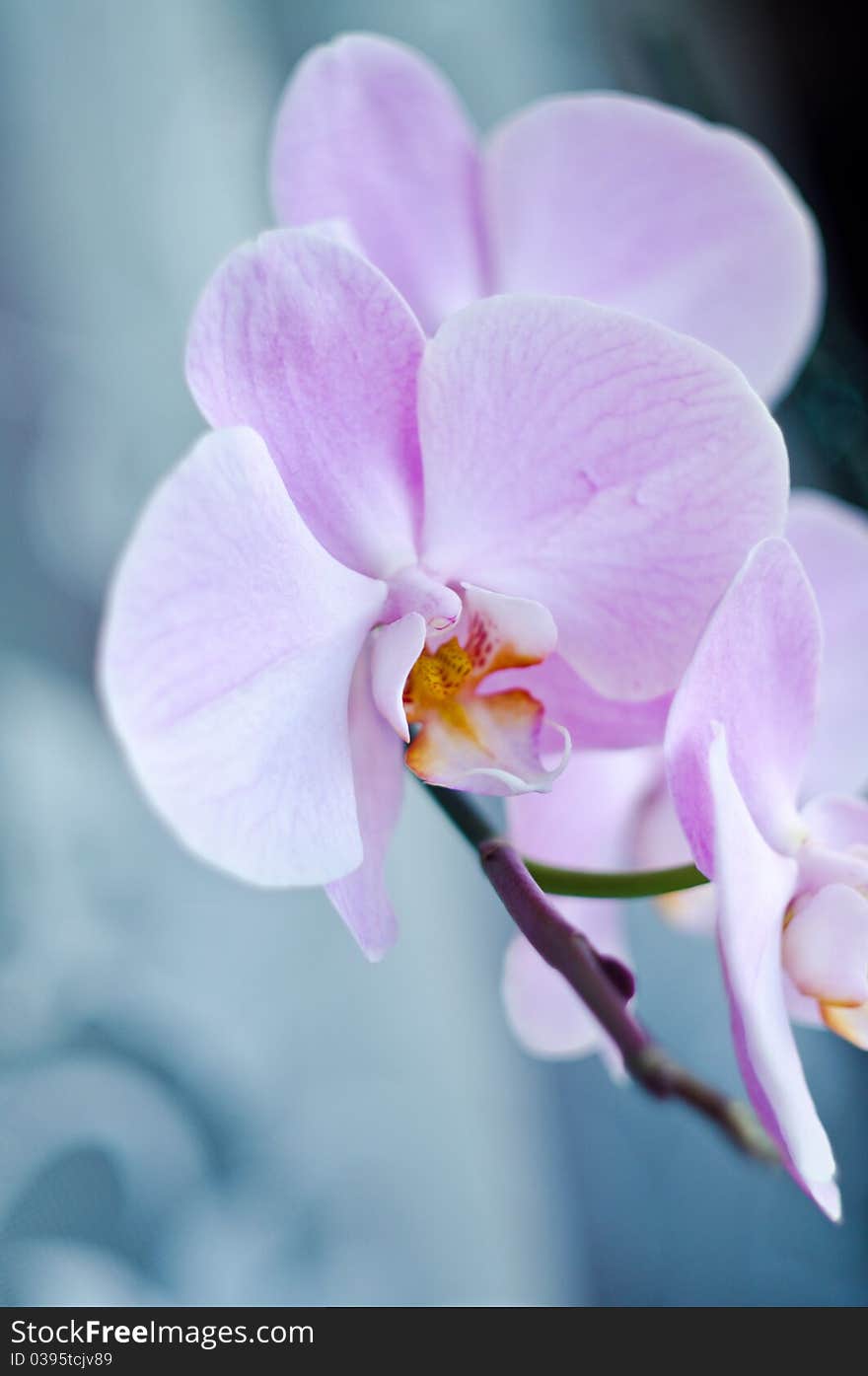 Beutiful pink orchid