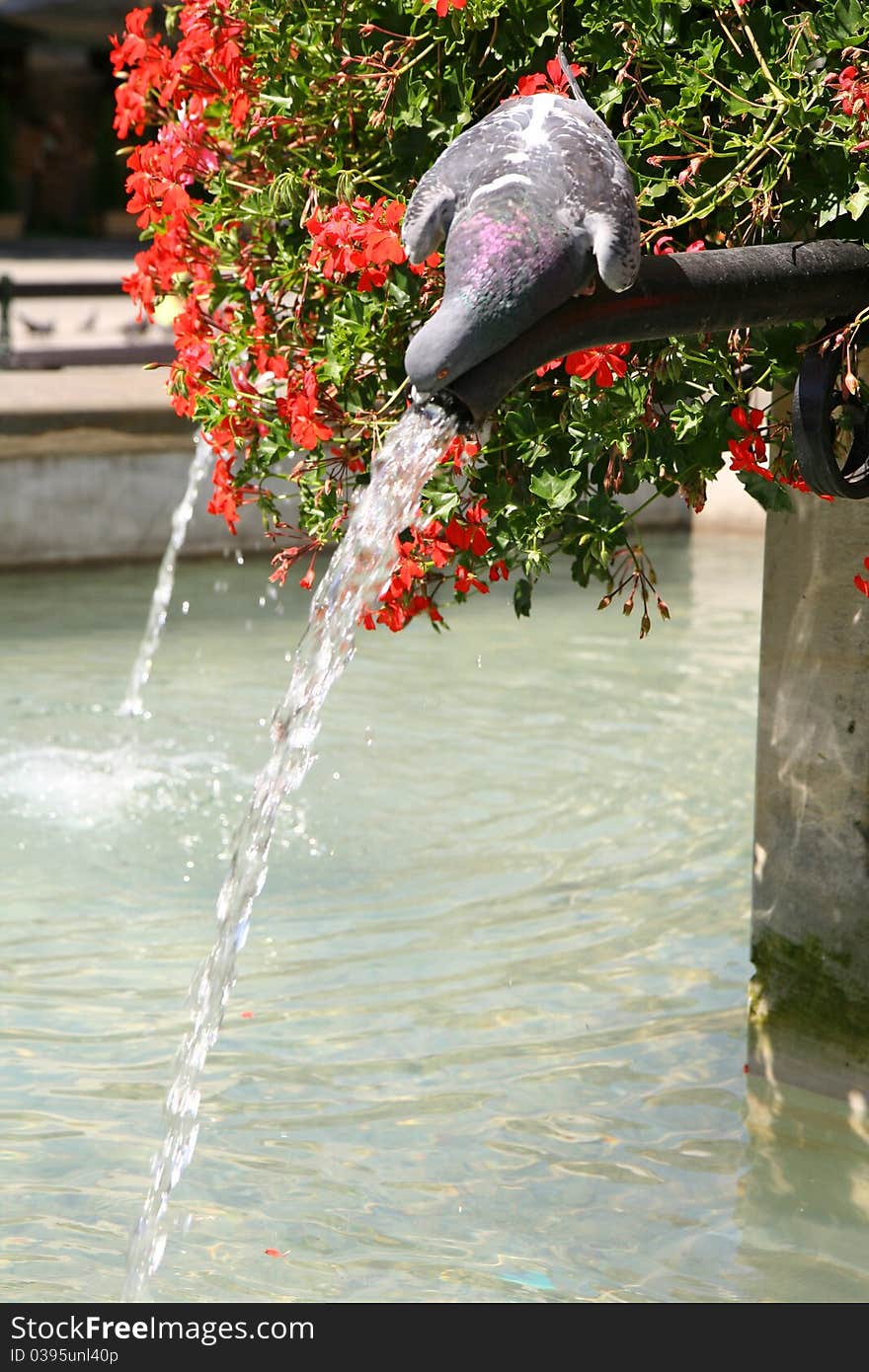 Pigeon drinking from a fountain