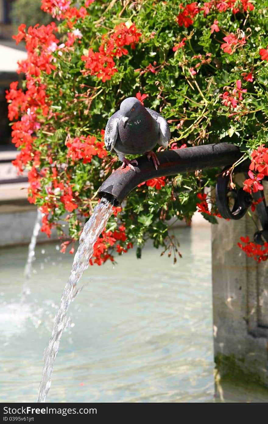 Pigeon on a fountain on a marketsquare