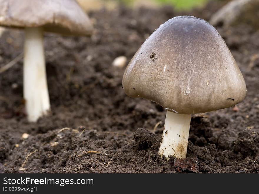 Close up of a wild mushrooms