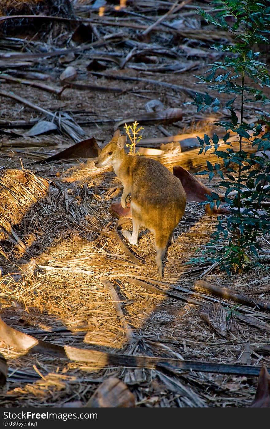 Wild kangaroo in an australian national park