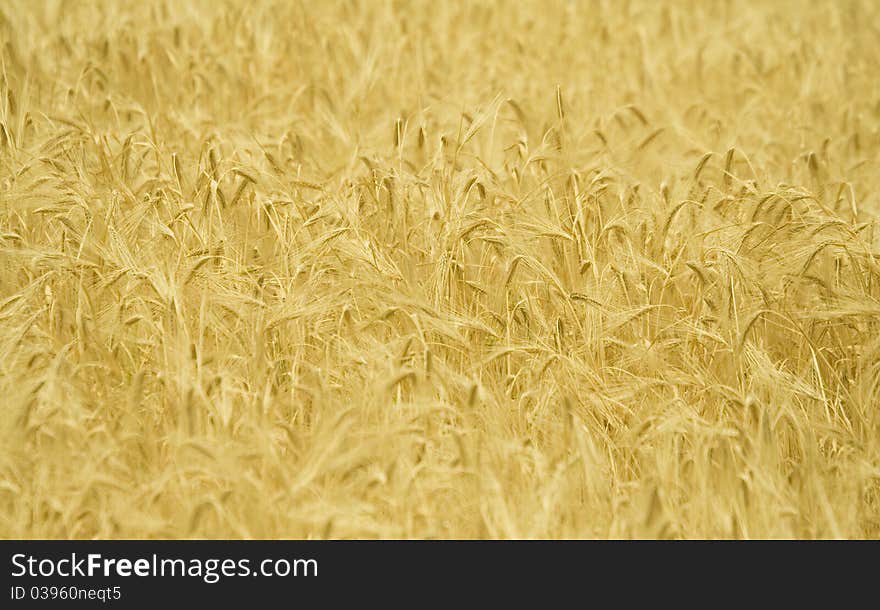 Gold mature wheat on the field