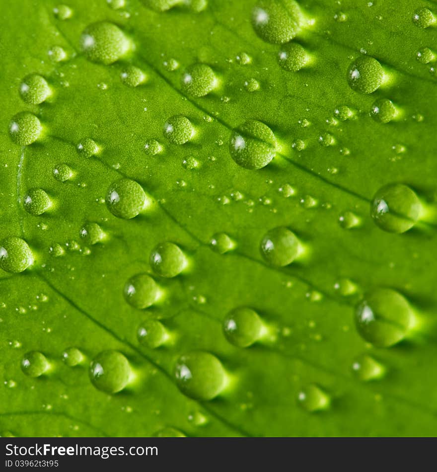 Green leaf background with raindrops