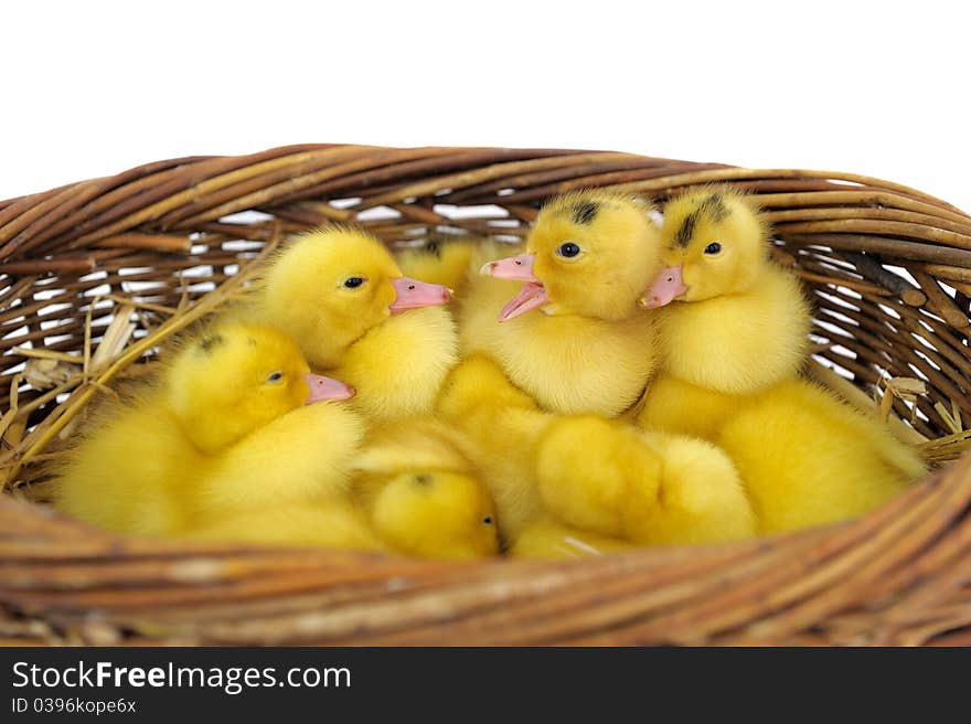 A group of young ducks, after their birth. A group of young ducks, after their birth