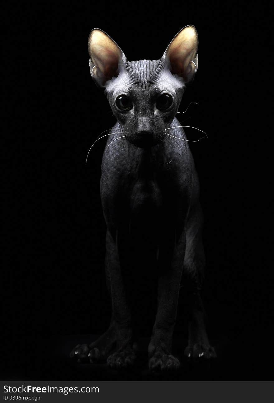 Portrait of a young canadian sphynx  on black back